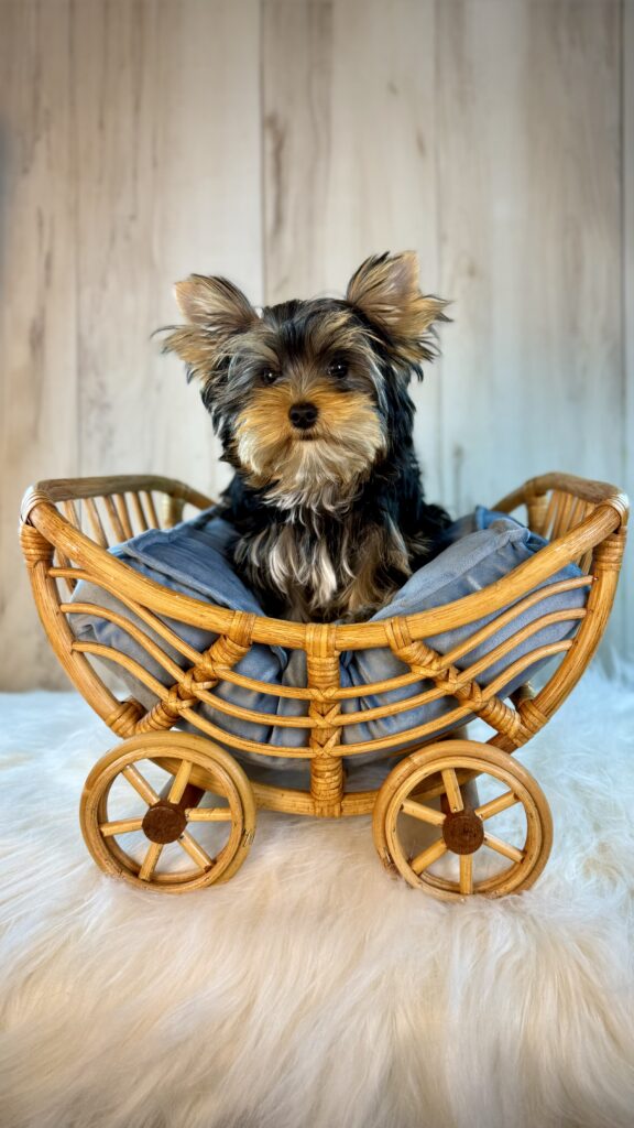 IMG 6059 Yorkshire Terrier Puppy