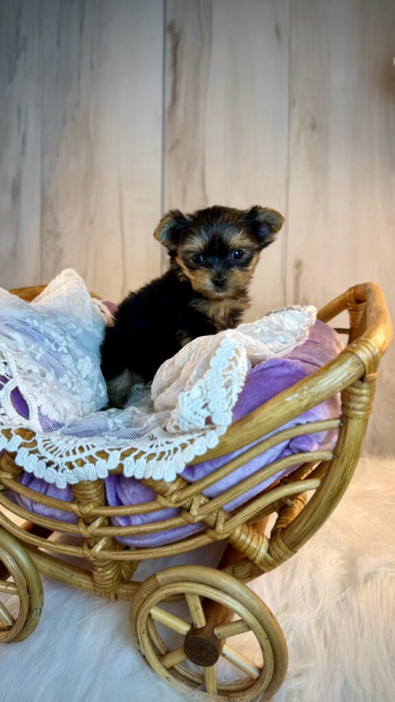 IMG 6206 Yorkshire Terrier Puppy