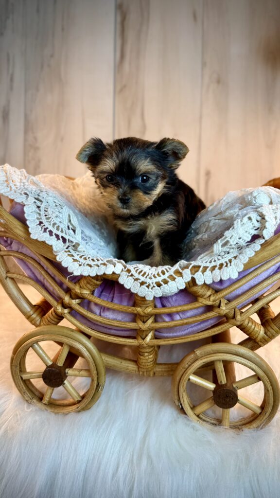 IMG 6210 Yorkshire Terrier Puppy