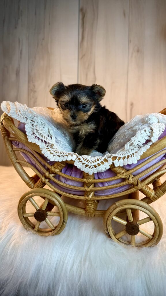 IMG 6213 Yorkshire Terrier Puppy