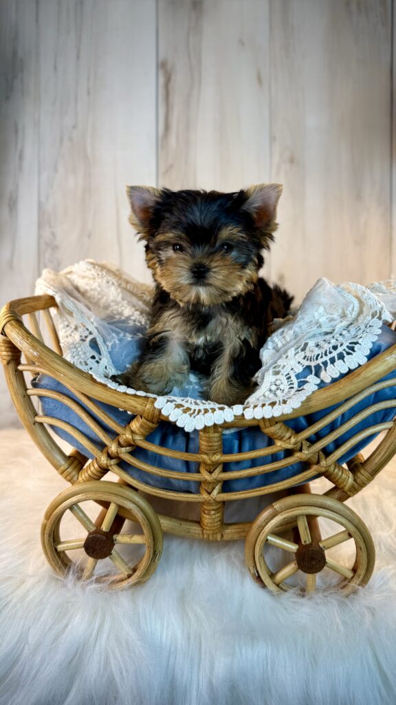 IMG 6469 Yorkshire Terrier Puppy