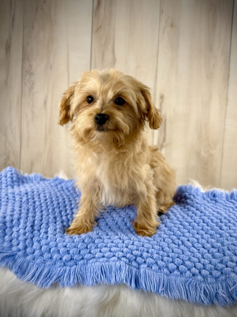 IMG 5206 Yorkshire Terrier Puppy