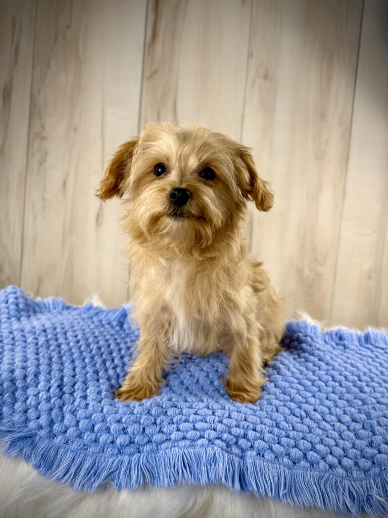 IMG 5207 Yorkshire Terrier Puppy
