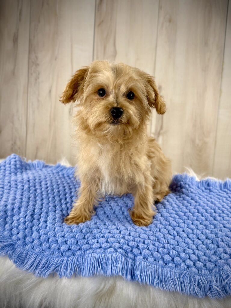 IMG 5209 Yorkshire Terrier Puppy