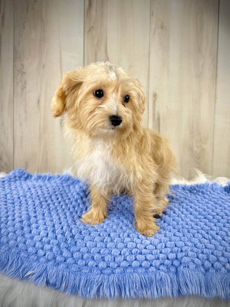 IMG 5220 Yorkshire Terrier Puppy