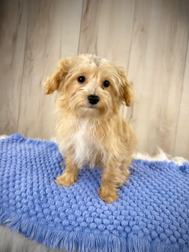 IMG 5225 Yorkshire Terrier Puppy