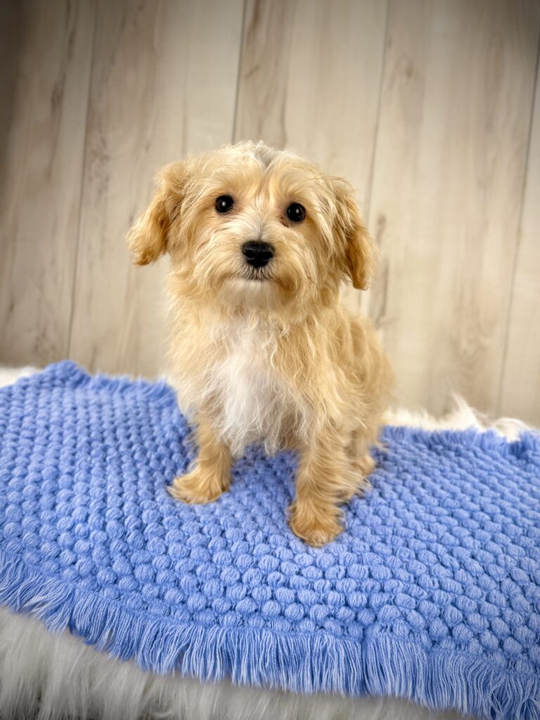 IMG 5226 Yorkshire Terrier Puppy