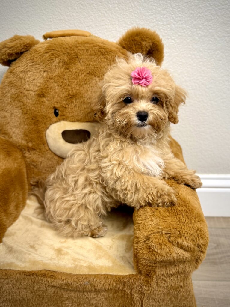 IMG 5629 Yorkshire Terrier Puppy