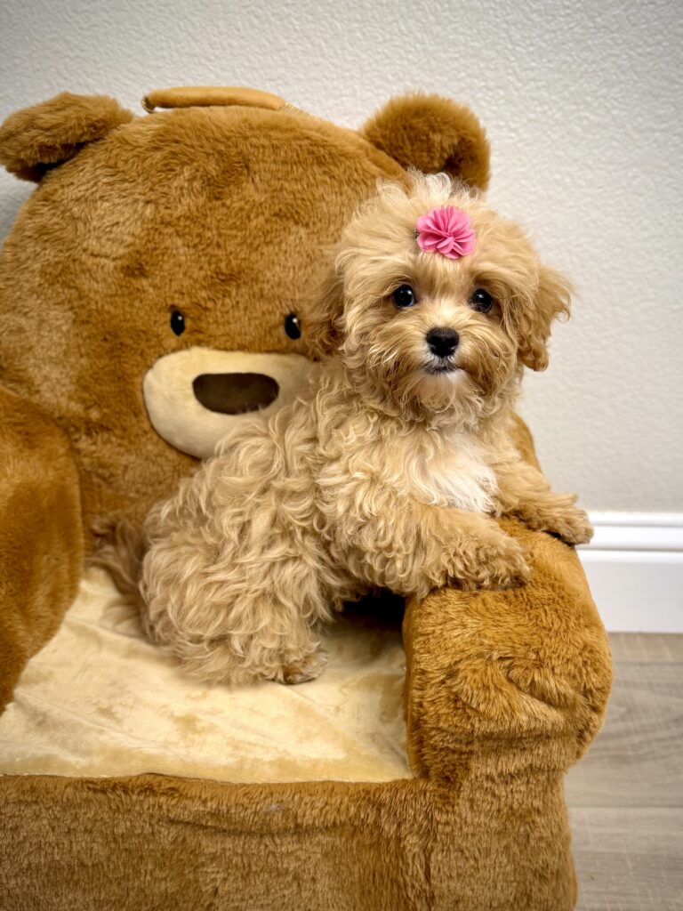 IMG 5632 Yorkshire Terrier Puppy