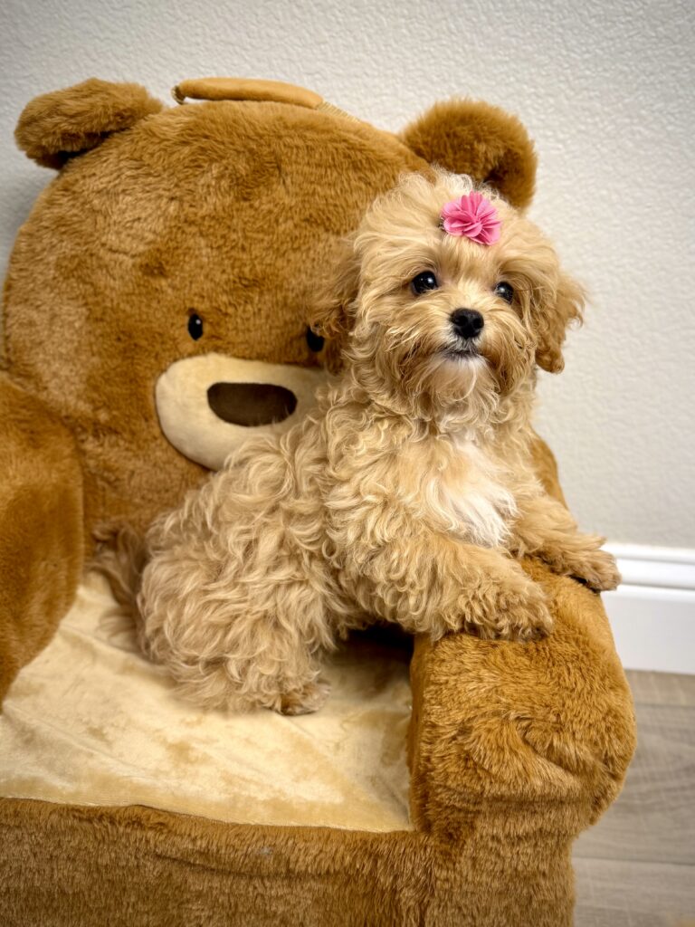 IMG 5633 Yorkshire Terrier Puppy