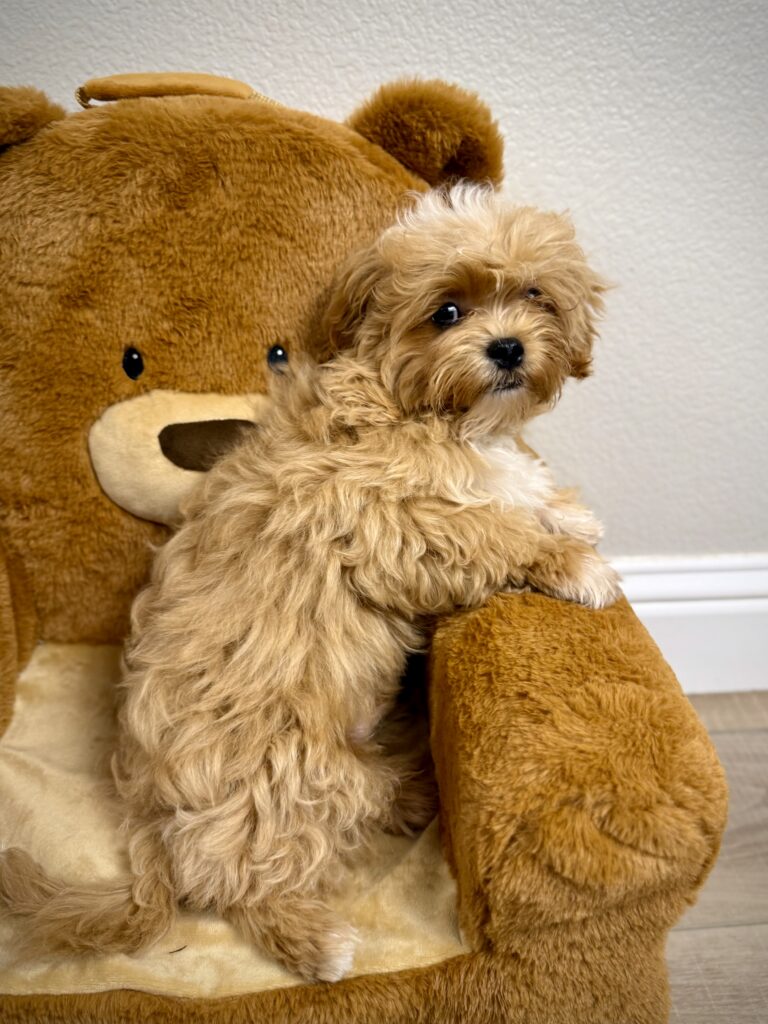 IMG 5650 Yorkshire Terrier Puppy