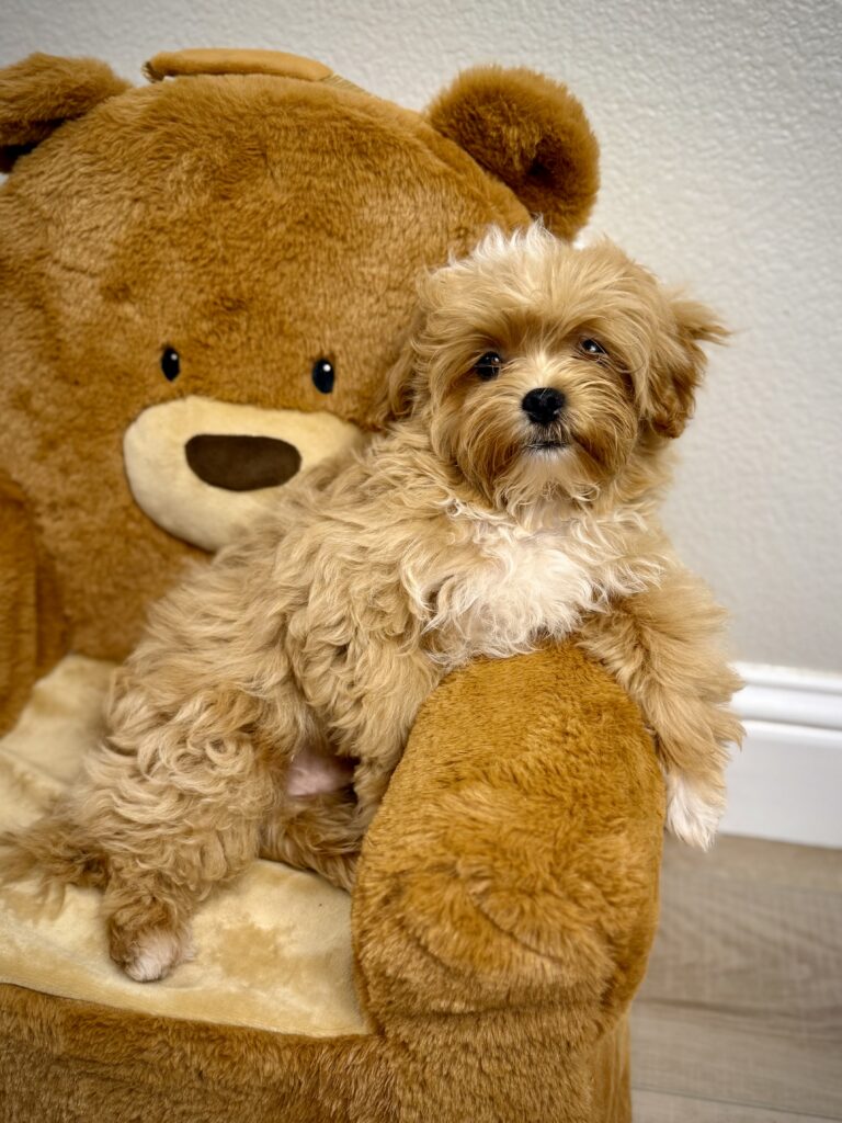 IMG 5677 Yorkshire Terrier Puppy