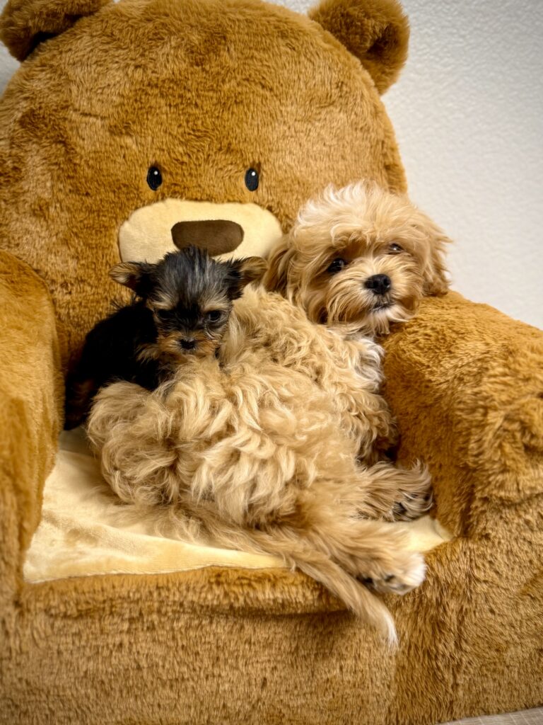 IMG 5695 Yorkshire Terrier Puppy