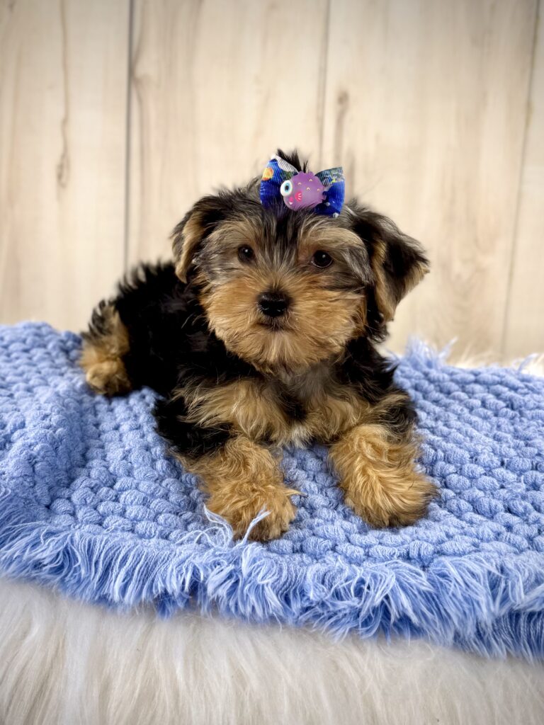 IMG 7002 Yorkshire Terrier Puppy