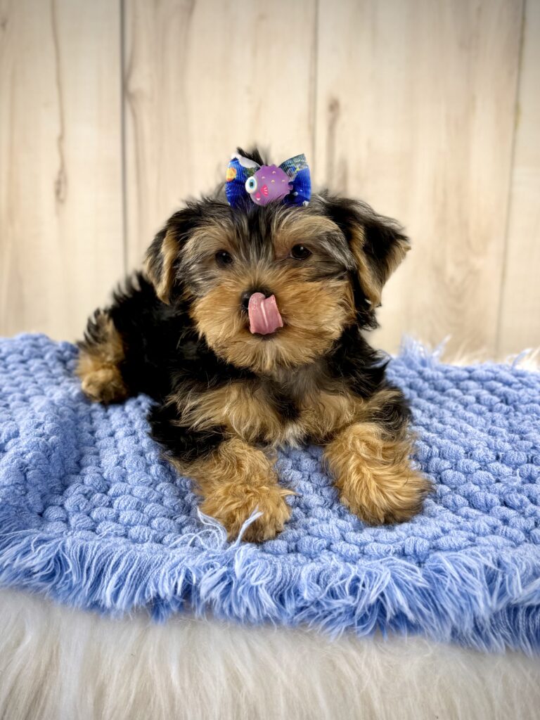 IMG 7004 Yorkshire Terrier Puppy