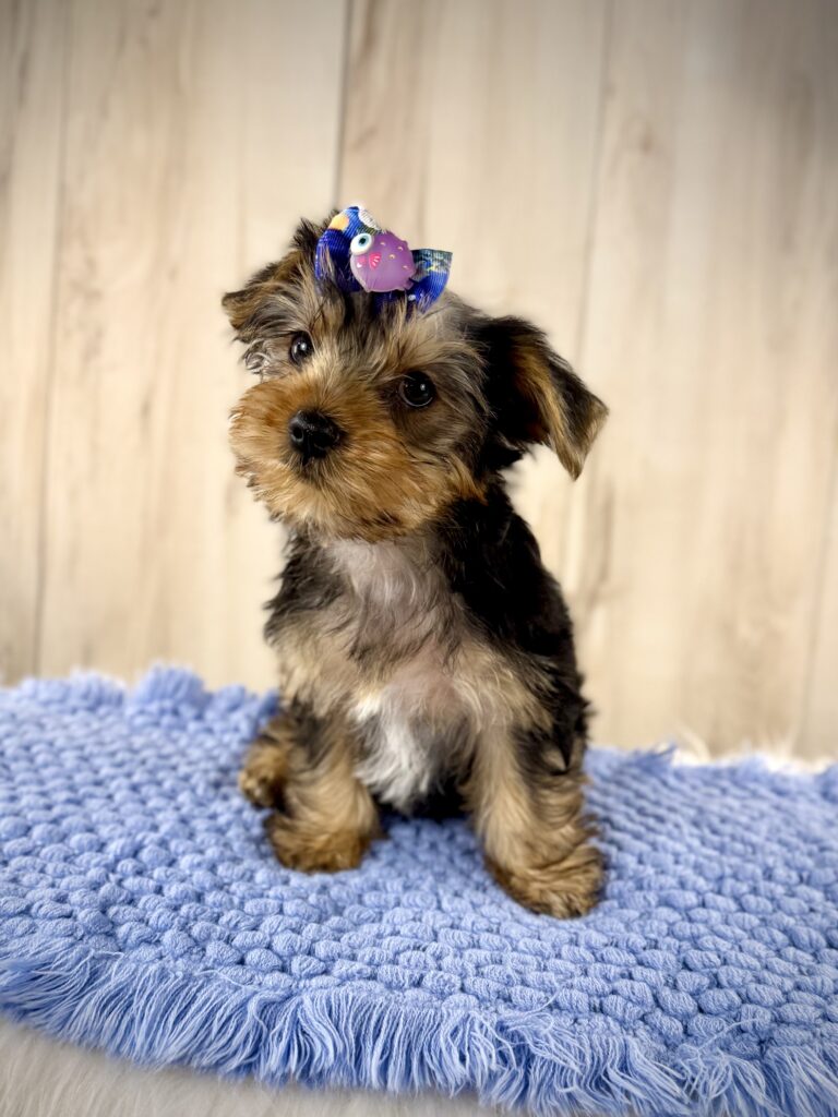 IMG 7044 Yorkshire Terrier Puppy