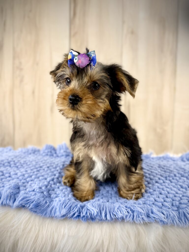 IMG 7056 Yorkshire Terrier Puppy