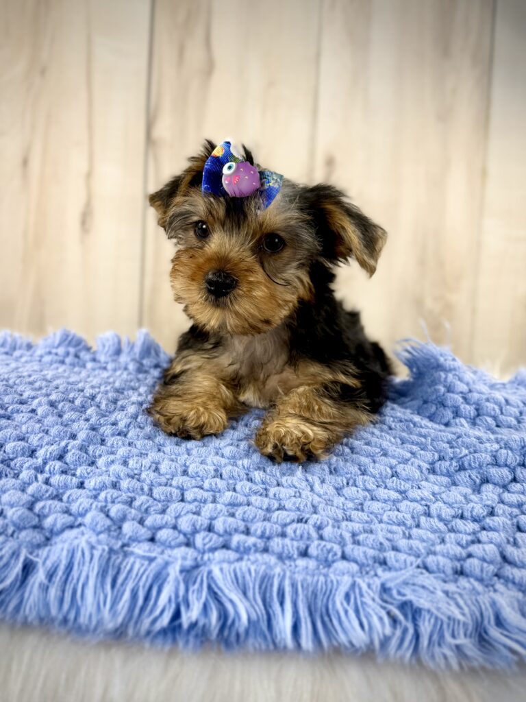 IMG 7074 Yorkshire Terrier Puppy
