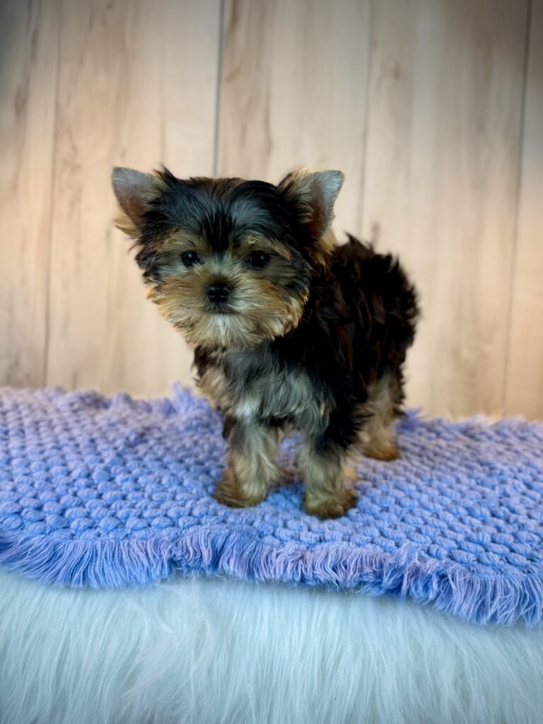 IMG 7163 Yorkshire Terrier Puppy