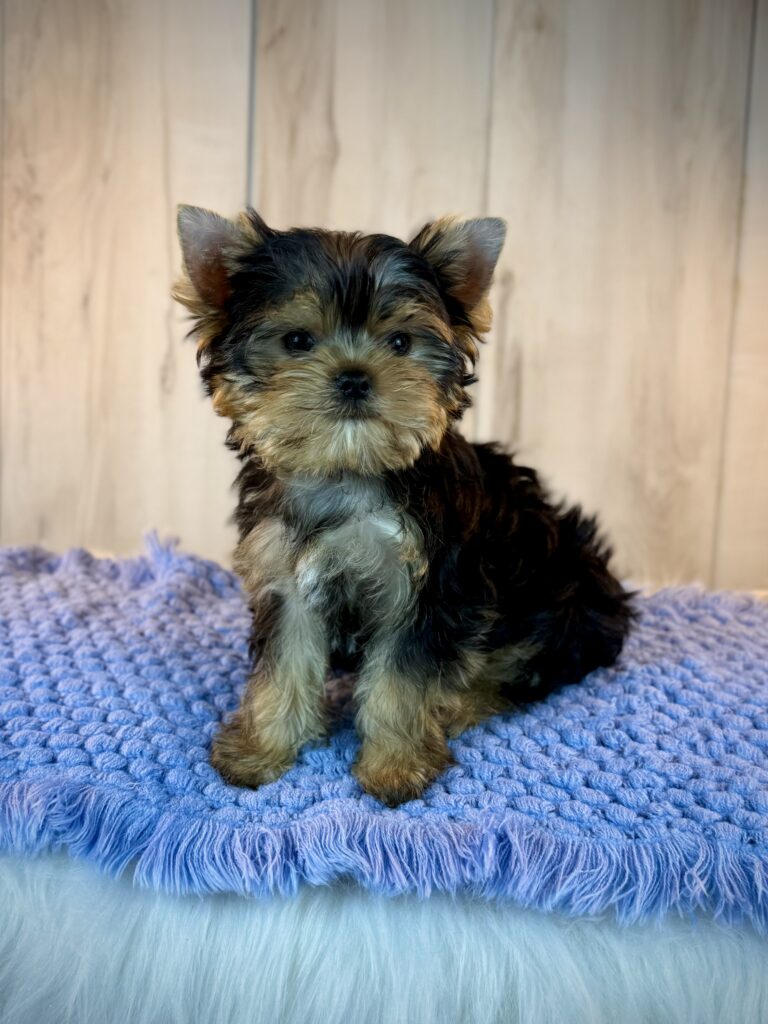 IMG 7168 Yorkshire Terrier Puppy