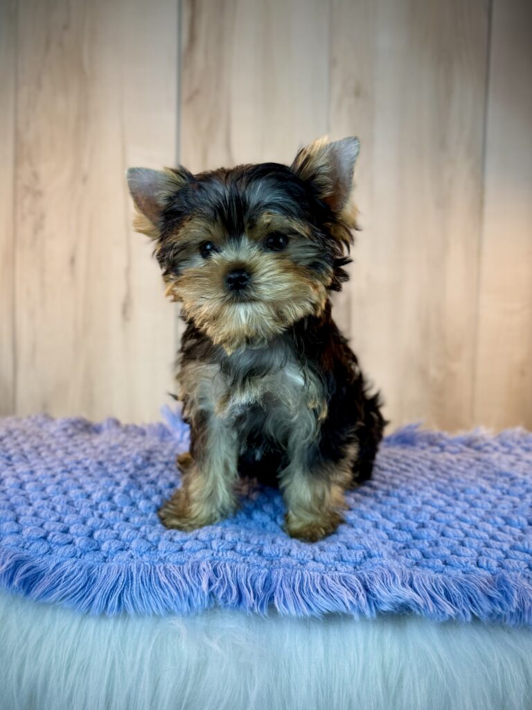 IMG 7172 Yorkshire Terrier Puppy