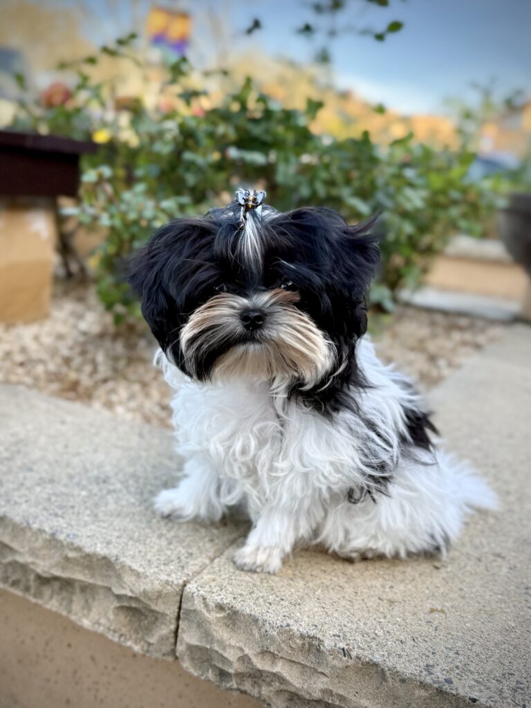 IMG 7287 Yorkshire Terrier Puppy