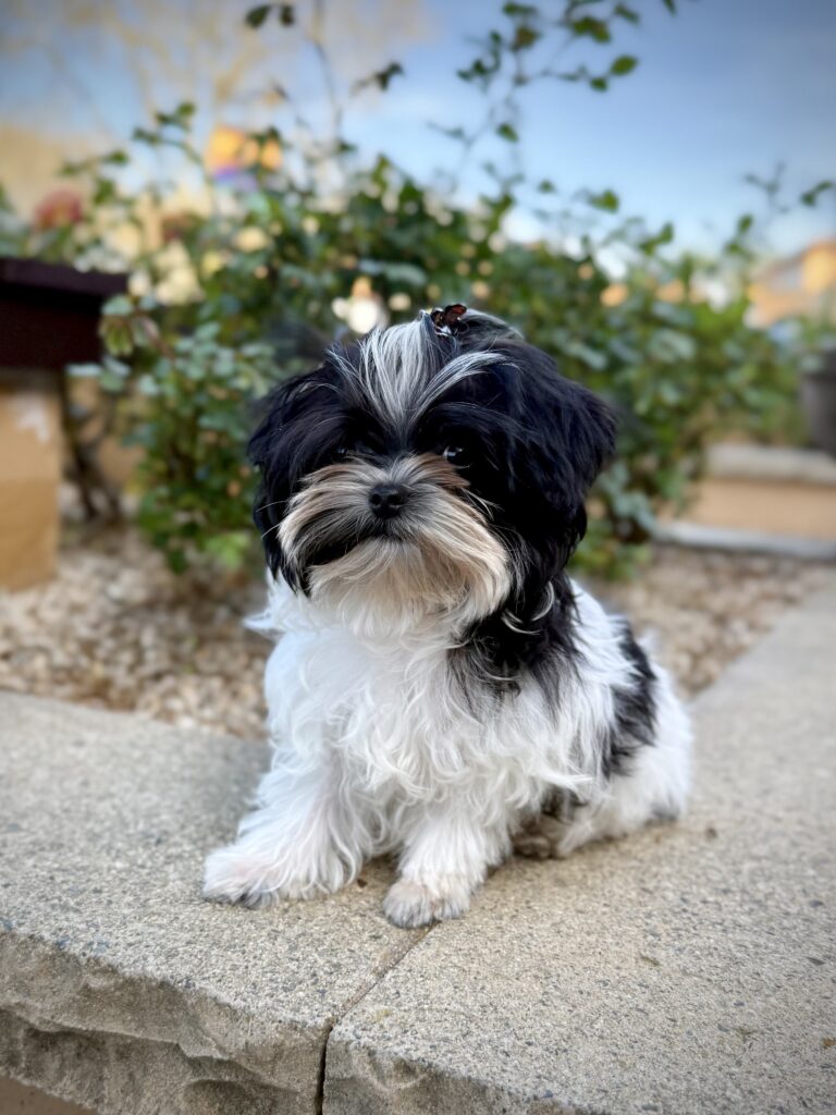 IMG 7292 Yorkshire Terrier Puppy