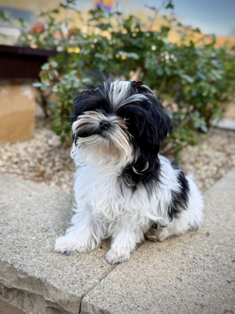 IMG 7296 Yorkshire Terrier Puppy