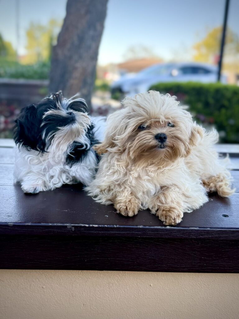 IMG 7315 Yorkshire Terrier Puppy
