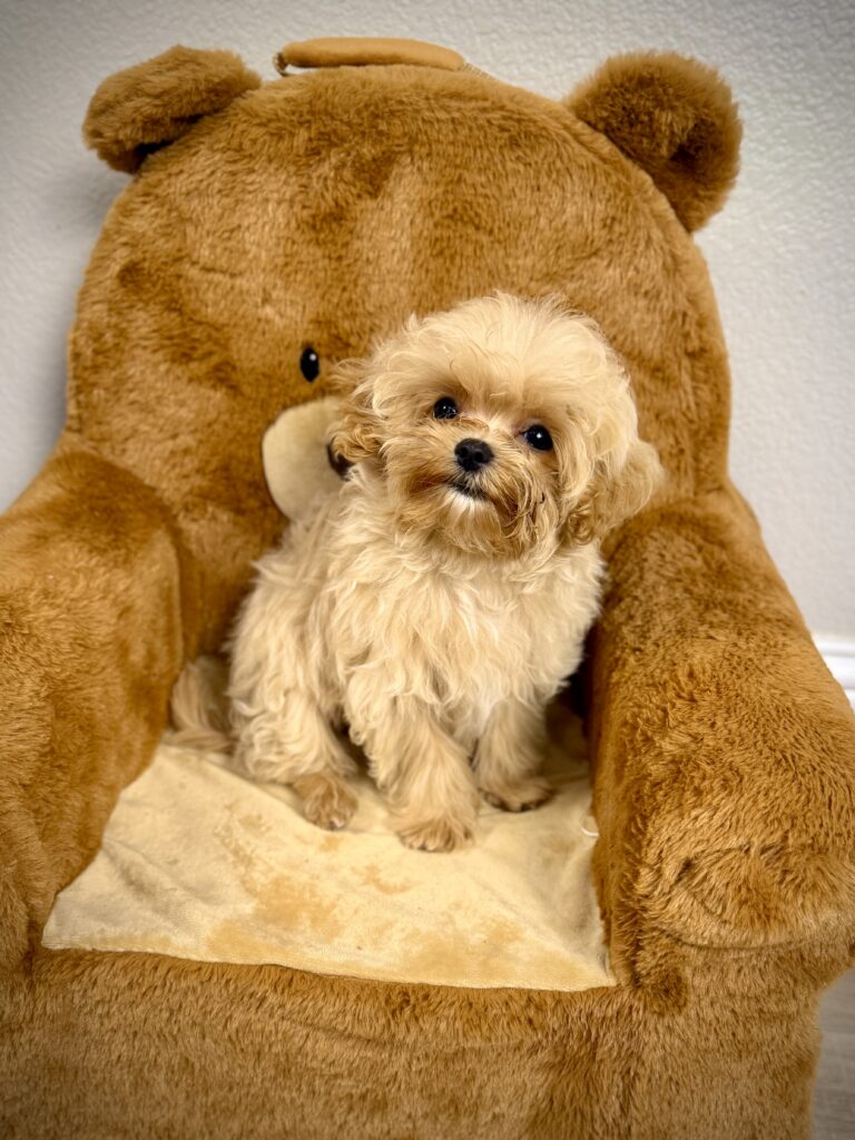 IMG 9153 1 Yorkshire Terrier Puppy