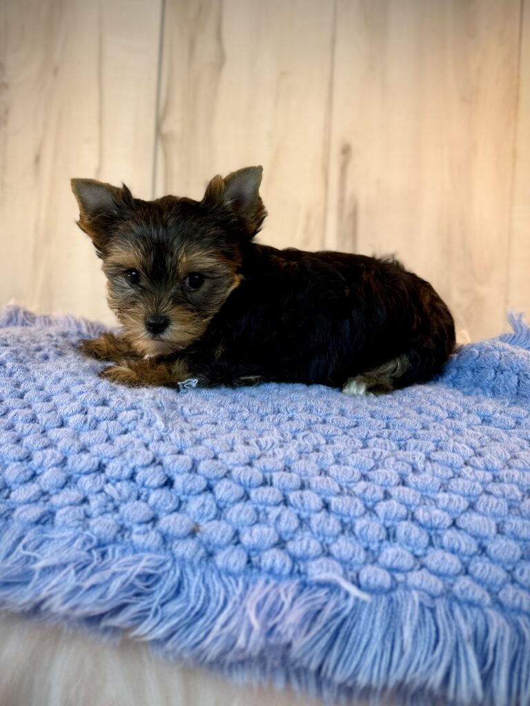 IMG 9410 Yorkshire Terrier Puppy