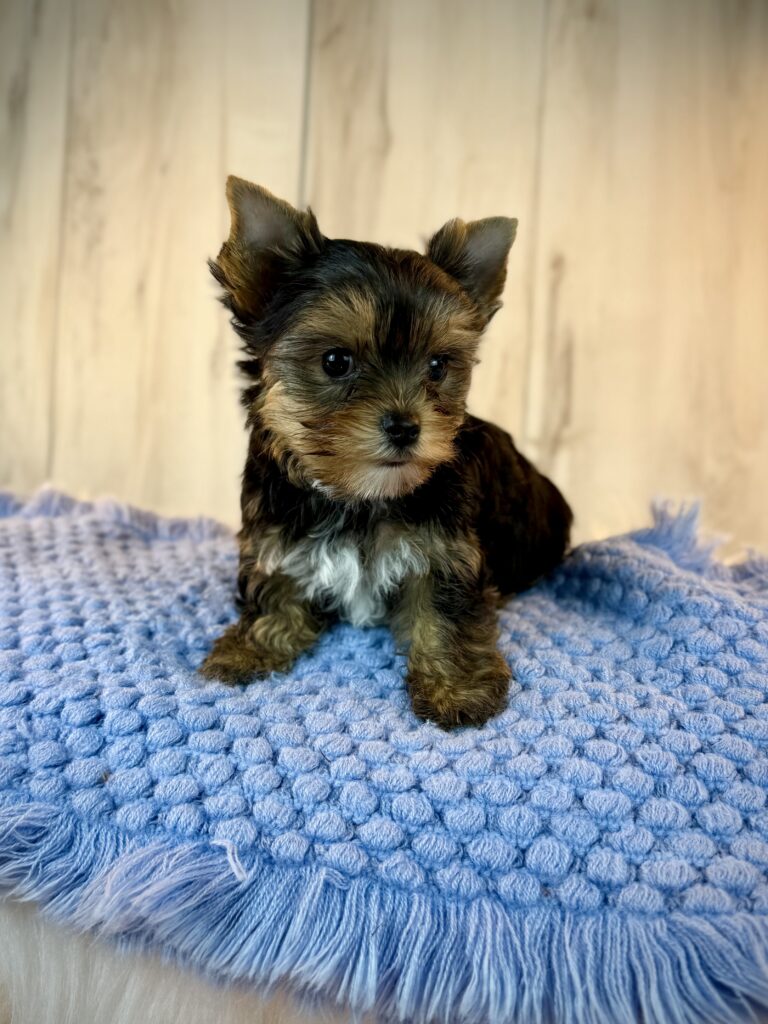 IMG 9413 Yorkshire Terrier Puppy
