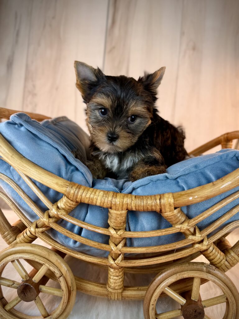IMG 9457 Yorkshire Terrier Puppy