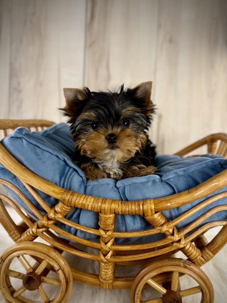 IMG 9219 Yorkshire Terrier Puppy