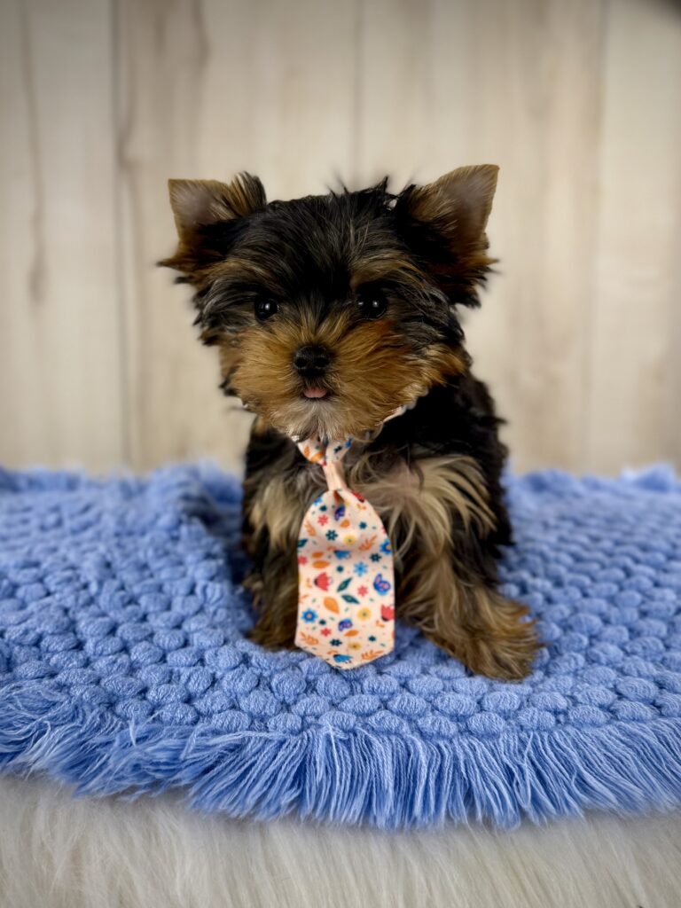 IMG 9236 Yorkshire Terrier Puppy