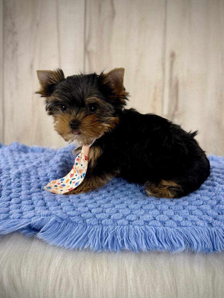 IMG 9243 Yorkshire Terrier Puppy