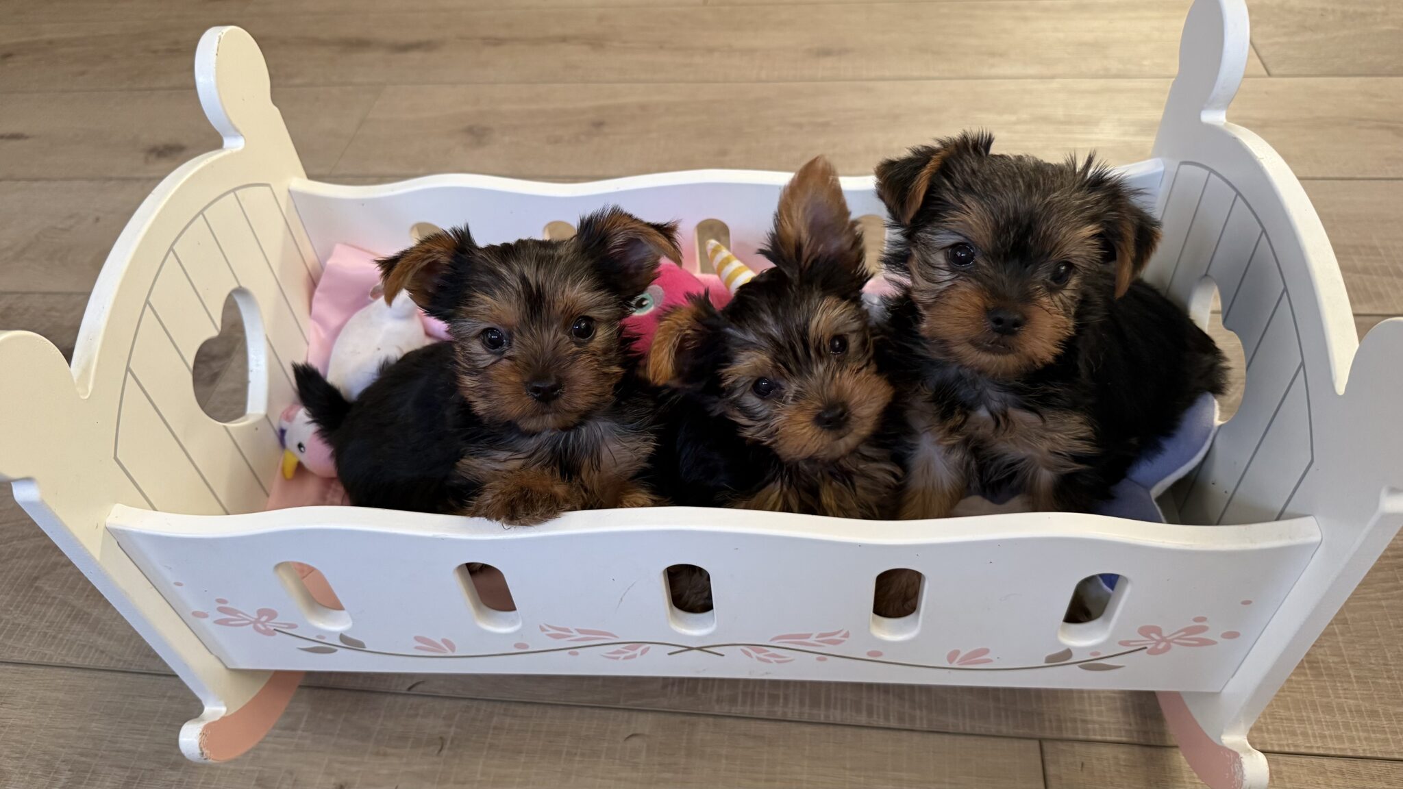 IMG 1757 Yorkshire Terrier Puppy