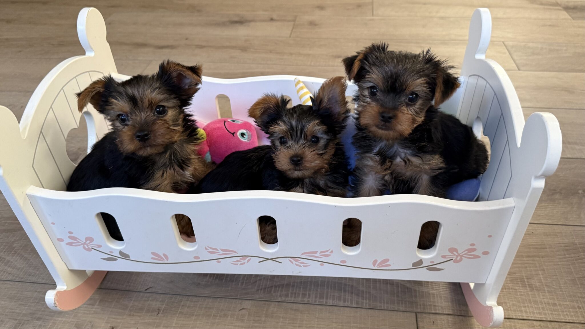 IMG 1760 Yorkshire Terrier Puppy