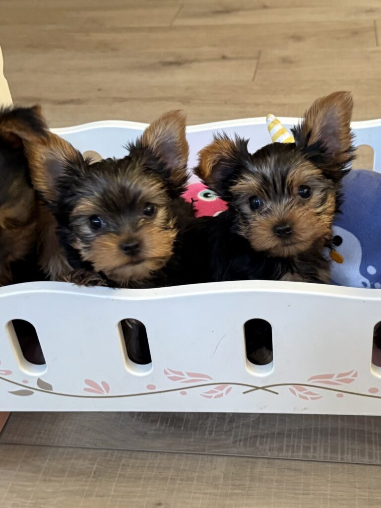 IMG 1767 Yorkshire Terrier Puppy