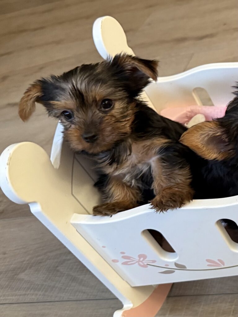 IMG 1774 Yorkshire Terrier Puppy