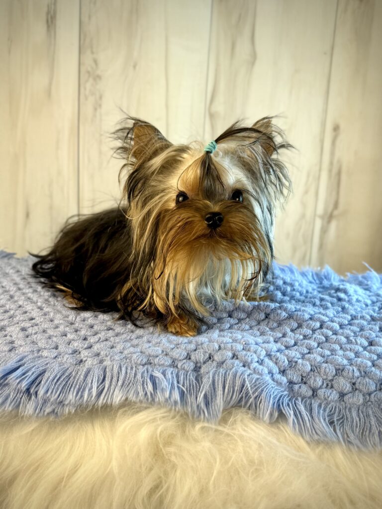 IMG 2417 Yorkshire Terrier Puppy