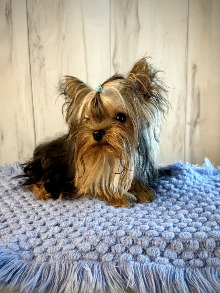 IMG 2435 Yorkshire Terrier Puppy