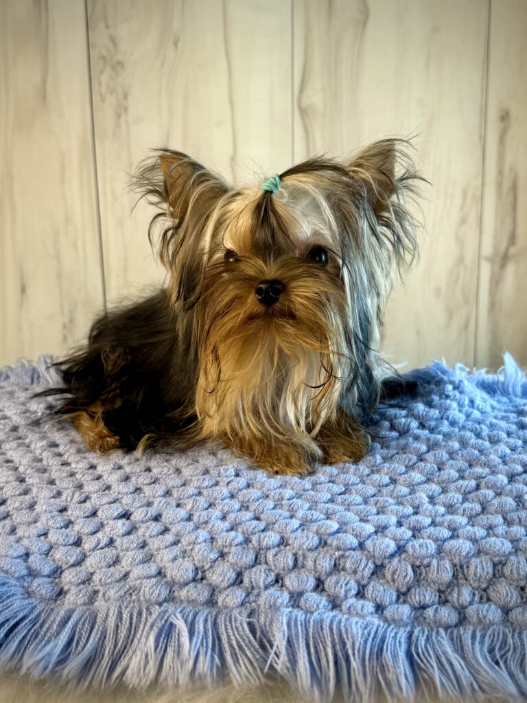 IMG 2439 Yorkshire Terrier Puppy