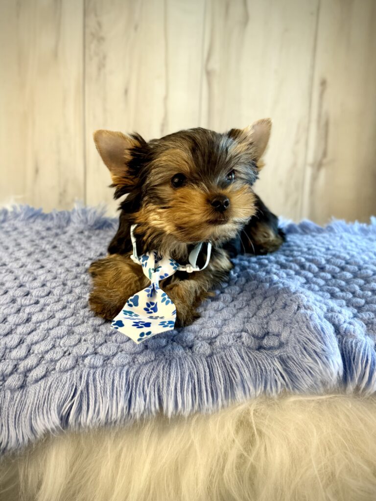 IMG 2468 Yorkshire Terrier Puppy