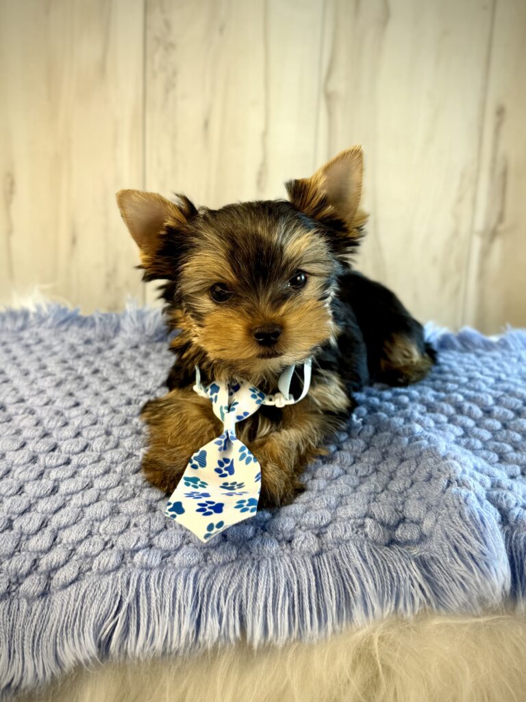 IMG 2472 Yorkshire Terrier Puppy