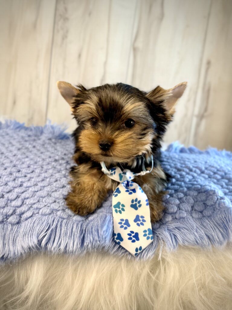 IMG 2475 Yorkshire Terrier Puppy