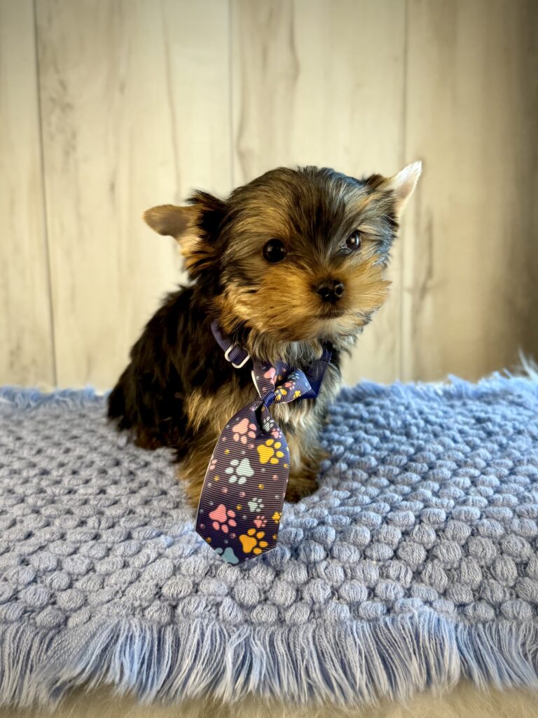 IMG 2490 Yorkshire Terrier Puppy