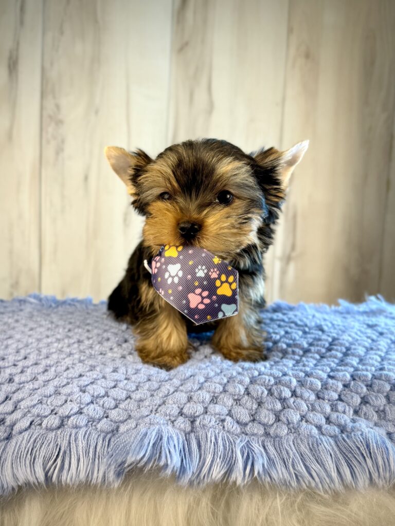 IMG 2498 Yorkshire Terrier Puppy