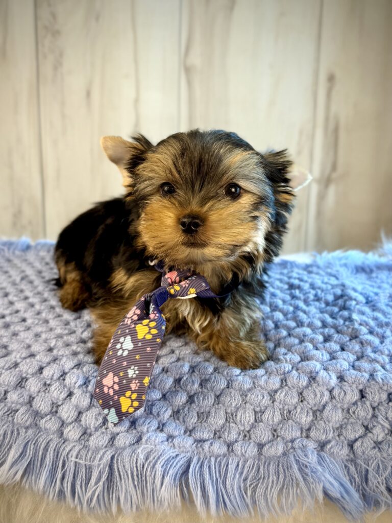 IMG 2512 Yorkshire Terrier Puppy