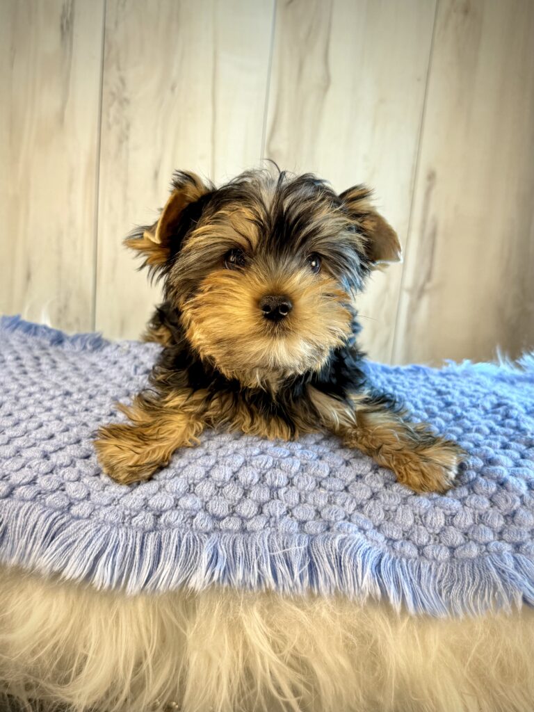 IMG 2521 Yorkshire Terrier Puppy
